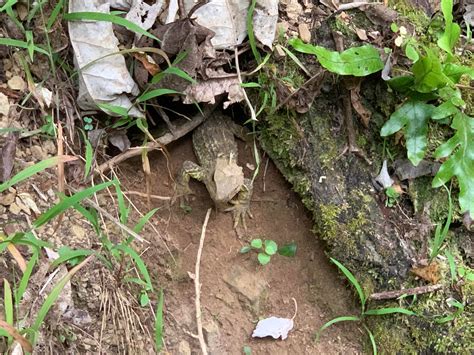 A Tuatara. Only found in New Zealand. : herpetology