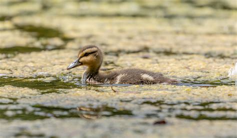 Duckling swimming by Mark-James-Photos96 on DeviantArt