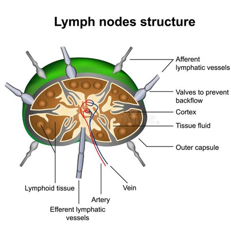 Ganglions Lymphatiques De La T Te Et Du Cou Illustration De Vecteur