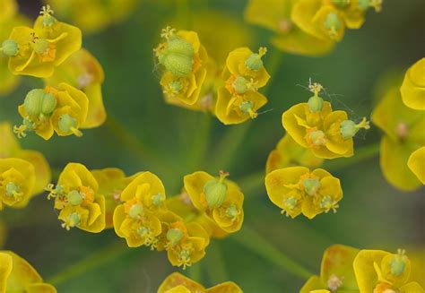 Flower Wild Milk Primrose The - Free photo on Pixabay - Pixabay