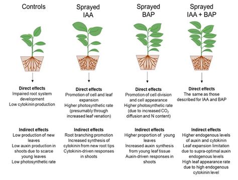 Cytokinins Effect On Plant Growth