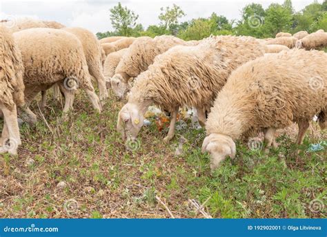 Sheep Grazing In A Meadow Full Of Garbage Concept Of Environmental