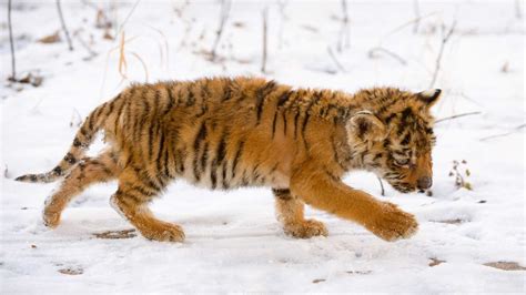 K Snow Tiger Tiger Cub Baby Tiger Hd Wallpaper Rare Gallery