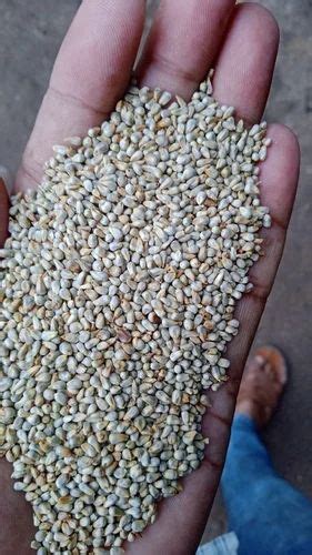 Bajra Wholesale Price Mandi Rate For Pearl Millets