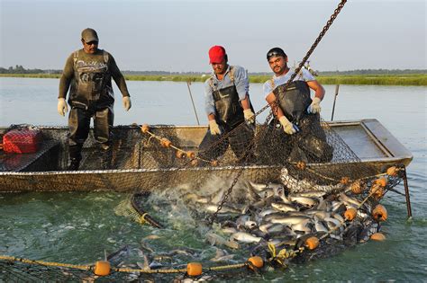 Harvesting Catfish At America S Catch Catfish Farm In Ita Benna