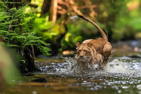 Lion Chasing Stock Photos Royalty Free Lion Chasing Images Depositphotos