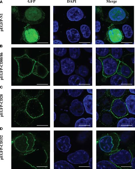 Frontiers Molecular And Functional Analyses Of The Primordial