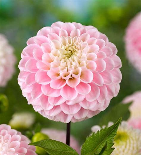 Admire This Eye Catching Beauty Dahlia Wizard Of Oz An Exquisitely