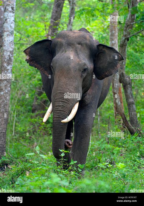 Asian Elephant Elephas Maximus Male India Stock Photo Alamy