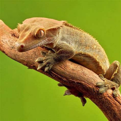 Crested Gecko Smaller Lizards Reptile Keeping Positimothy Mrowl