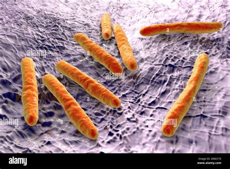 Tuberculosis Bacteria Computer Artwork Of Mycobacterium Tuberculosis