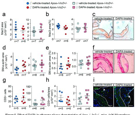 Effect Of Dapa In Atheroma Plaque Characteristics Of Apoe Irs