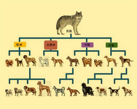 狗和狼为何是同一物种？全世界所有狗类都起源于中国长江流域！