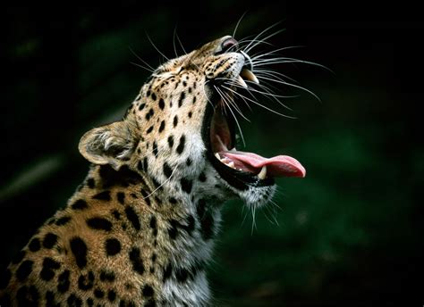 Facts About Leopards Live Science