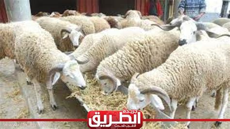 أمين الفتوى لا يشترط سن الأضحية في هذه الحالة التوك شو الطريق