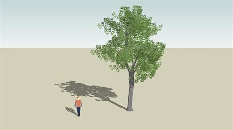 Ash Tree 3d 3d Warehouse