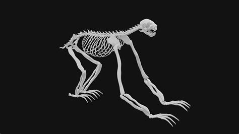 Sloth skeleton 3D model | CGTrader