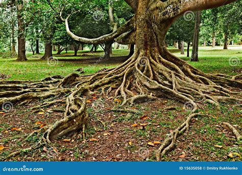 Raíces Tropicales Del árbol Foto de archivo Imagen de tronco ficus