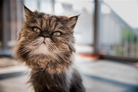 Mata Kucing Berselaput Pengertian Penyebab Dan Cara Menangani