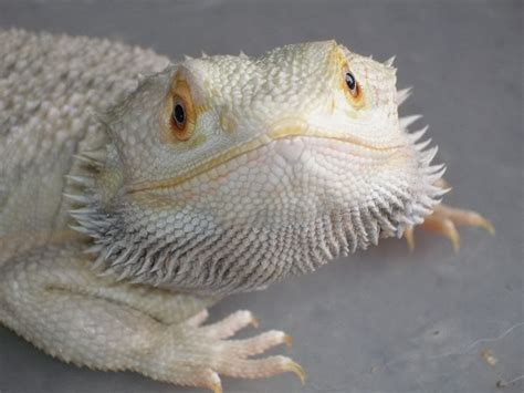 Reptile Facts Stubbly Dragons Leucistic Bearded Dragon