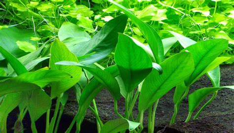 Top Mejores Plantas Para Peceras De Agua Dulce Para Tu Acuario