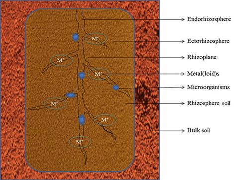 1 Schematic Of A Root Section Showing The Structure Of The Rhizosphere Download Scientific