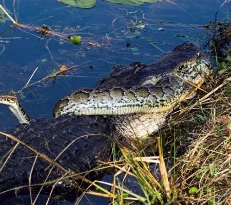 Jacar Devora Cobra P Ton Em Batalha Selvagem Na Fl Rida V Deo