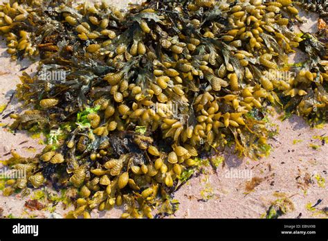 Spiral Wrack Flachen Wrack Gelee Beutel Schraubte Wrack Fucus