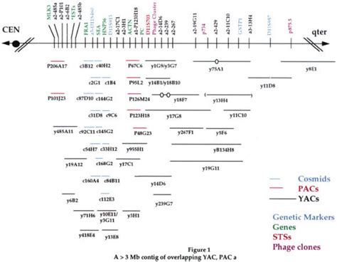 A 3 Mb Contig Of Overlapping Yac Pac And Cosmid Clones Sts And Download Scientific Diagram