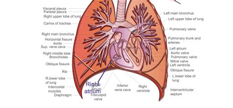 Behandeling Van Pulmonale Hypertensie Mijn Gezondheidsgids