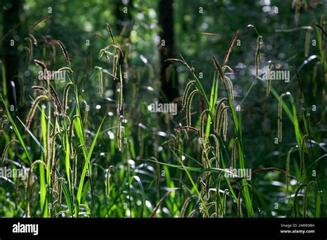 Stechpalmen Eichenwald Fotos Und Bildmaterial In Hoher Aufl Sung Alamy