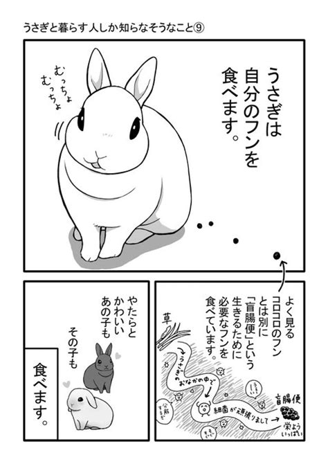 うさぎと暮らす人しか知らなそうなこと⑨を描きました。 笹倉 さんのマンガ ツイコミ 仮