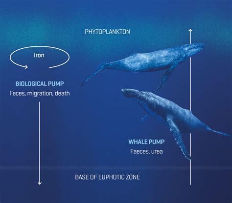 Pilot Whale Migration Path