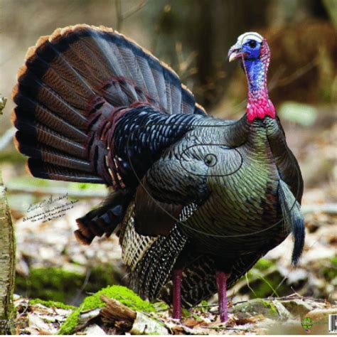 Best Turkey Shoot Targets For The Serious Hunter!