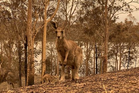 Why animal charity that got $60m during Australia's bushfire crisis was ...