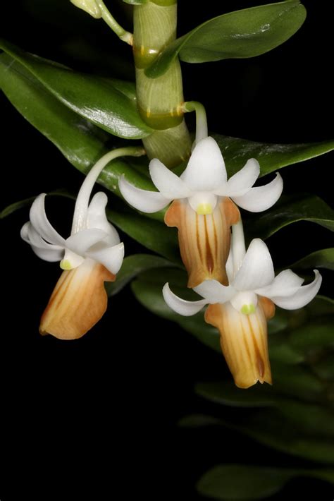 Dendrobium Ellipsophyllum 2017 02 13 01 From Se Yunnan Pro Flickr