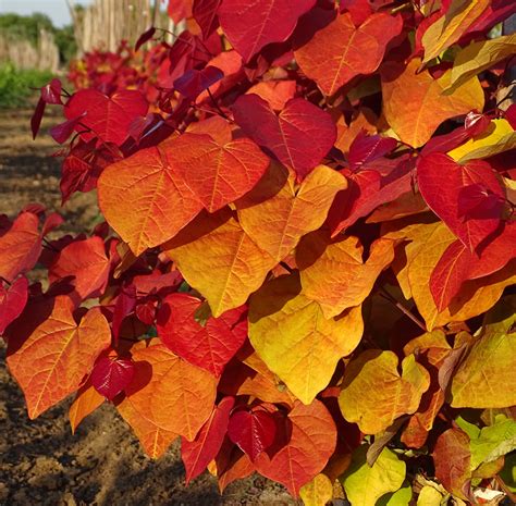 Cercis Eternal Flame Wins Hta New Plant Award Frank P Matthews