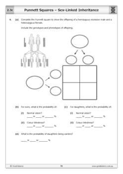 Punnett Squares Sex Linked Inheritance Worksheet By Good