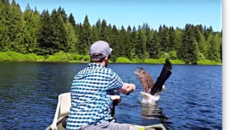 Bald Eagle Steals Catch Right From Canadian Fisherman S Line Mashable