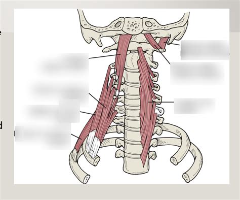 lecture 9: rectus capitis anterior Diagram | Quizlet