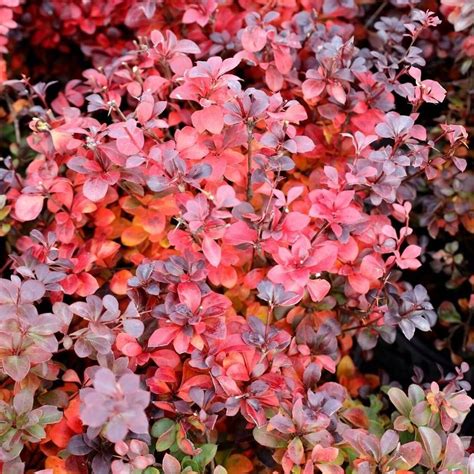 Proven Winners Color Choice Sunjoy Todo Barberry In 2022 Leaf