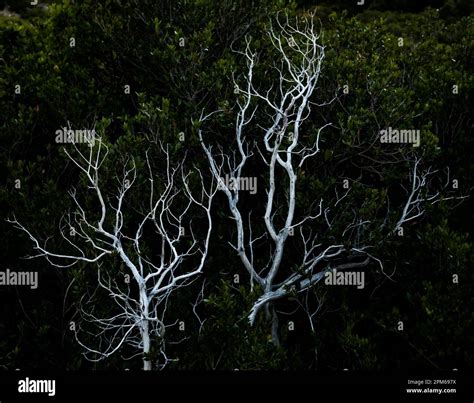 Dried Branches Of Manzanita Bushes Against The Dark Shadows Of Green