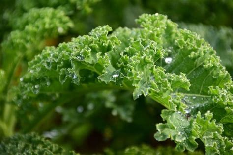 How To Grow Kale Indoors Super Food Easy Access