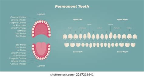 Medical Dental Diagram Illustration Orthodontist Human Stock Vector