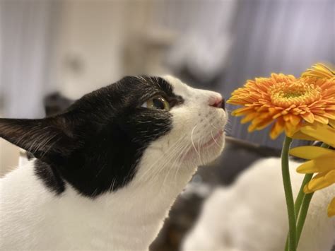 猫が吐きそうで吐かない仕草をしている3つの理由 ねこメイト