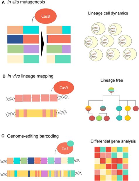 Timeline Of The Use Of Crispr Cas For Lineage Tracing A In Situ