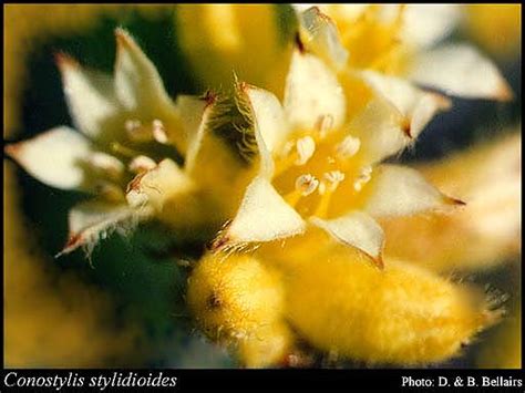 Photograph Conostylis Stylidioides F Muell Florabase