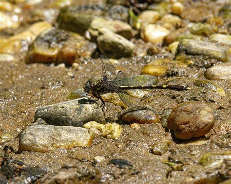 Common Sanddragon dragonfly | Mike Powell