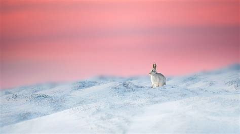 Bing HD Wallpaper Jan 22, 2023: Mountain hare hopping into Lunar New Year - Bing Wallpaper Gallery