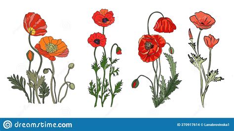 Poppy August Birth Month Flower Vector Drawing. | CartoonDealer.com ...